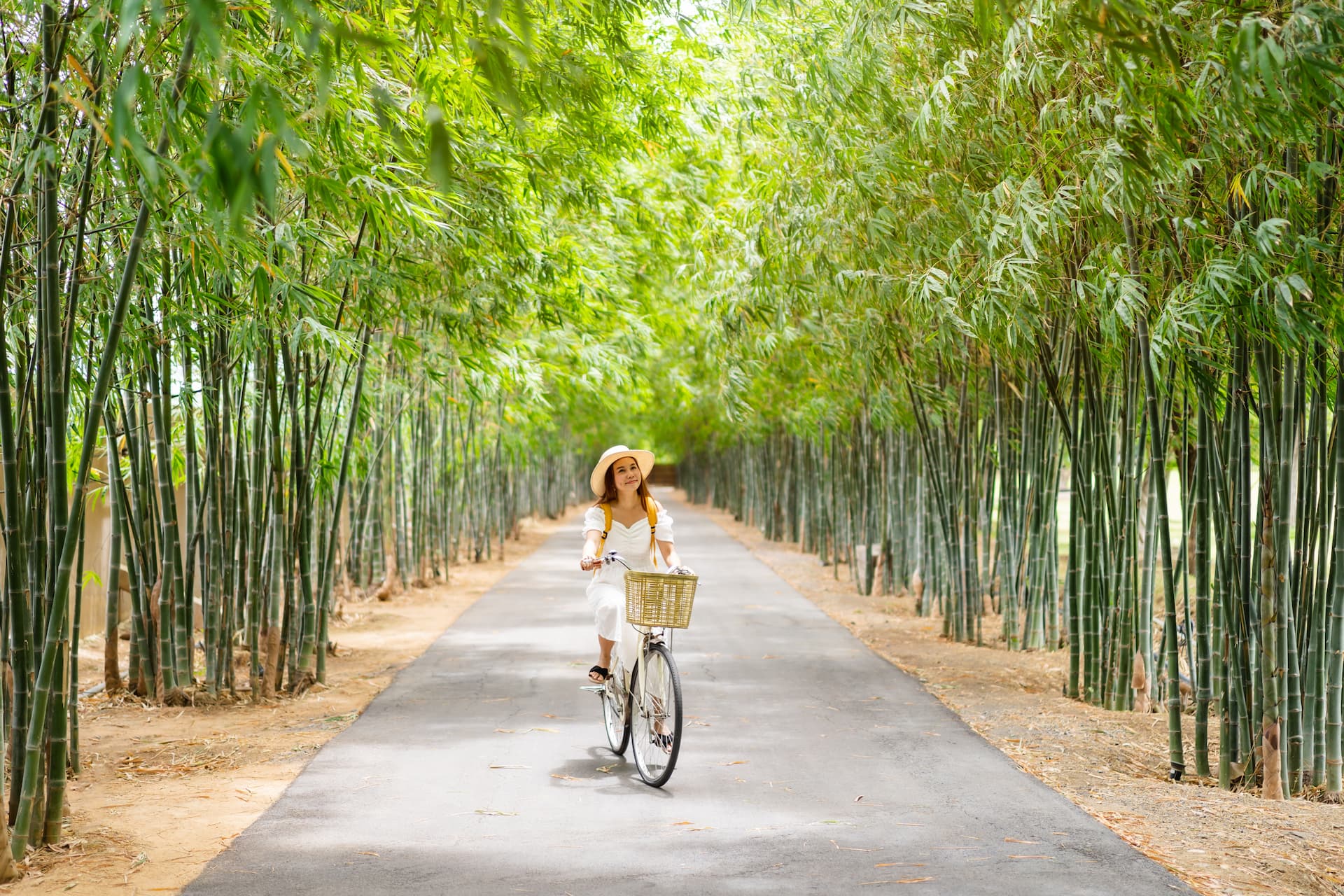 Person cycling through bamboo forest pathway